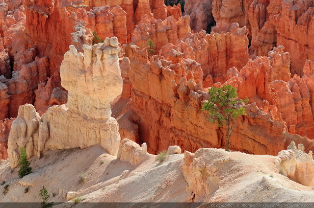 Les couleurs contrastées des Hoodoos de Bryce Canyon
Bryce Point, Bryce Canyon National Park, Utah, USA
Mots-clés: usa bryce_canyon utah etats-unis hoodoo categ_ete montagne_usa