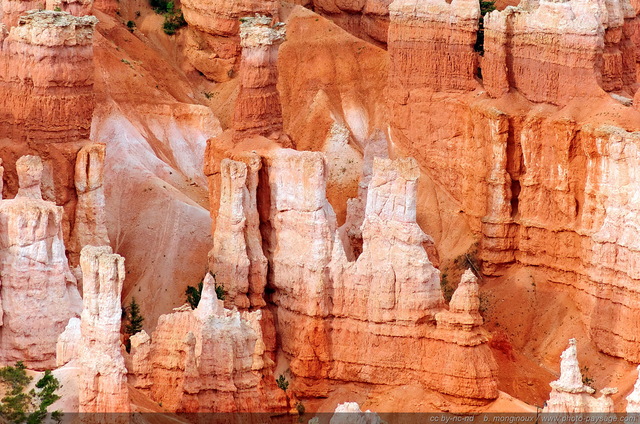 Les différentes couches géologiques donnent ces couleurs contrastées aux Hoodoos de Bryce Canyon
Bryce Canyon National Park, Utah, USA
Mots-clés: bryce_canyon utah usa nature hoodoo categ_ete montagne_usa