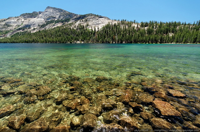 Les eaux translucides de Tenaya Lake
Yosemite National Park, Californie, USA
Mots-clés: USA etats-unis californie yosemite categorielac categ_ete grand-angle foret_usa montagne_usa les_plus_belles_images_de_nature