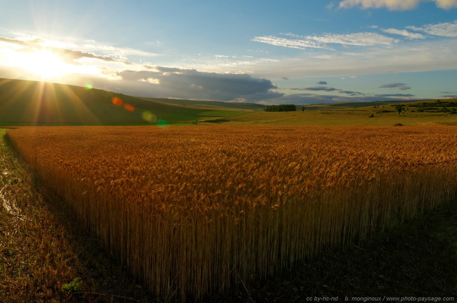 Les rayons du soleil couchant au-dessus d'un champs de blé dans les Cévennes
Causse Méjean, Lozère, France
Mots-clés: coucher_de_soleil categ_ble causse_mejean lozere categ_ete