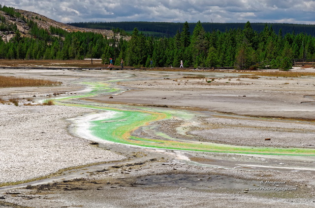 Les sources thermales s'écoulent en ruisseaux colorés par algues et bactéries
Norris geyser basin, parc national de Yellowstone, Wyoming, USA
Mots-clés: source_thermale yellowstone wyoming usa ruisseau conifere foret_usa