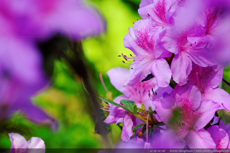 Les couleurs vives des fleurs de rhododendrons
Mots-clés: rhododendron fleurs printemps arbuste