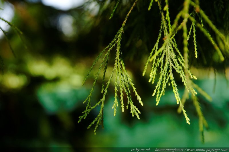 Les feuilles d'un séquoia
Mots-clés: sequoia feuille
