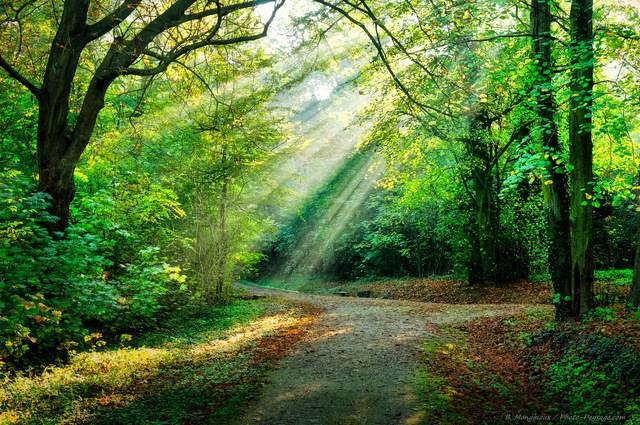 Les rayons du soleil à  travers les feuillages dans la forêt
Mots-clés: rayon_de_soleil_en_foret chemin