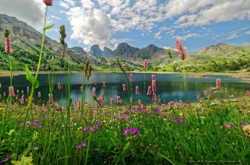 Magnifique prairie en fleurs au bord du lac d'Allos (alt. 2220 m)
Parc national du Mercantour, Alpes-de-Haute-Provence
Mots-clés: fleur-de-montagne categ_ete categorielac les_plus_belles_images_de_nature prairie
