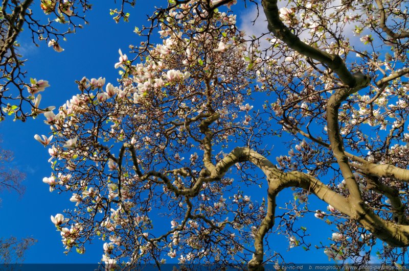 Magnolia dans le parc Monceau -  2
[Un jour de printemps au Parc Monceau]
Paris, France
Mots-clés: paris printemps arbre_en_fleur magnolia plus_belles_images_de_printemps