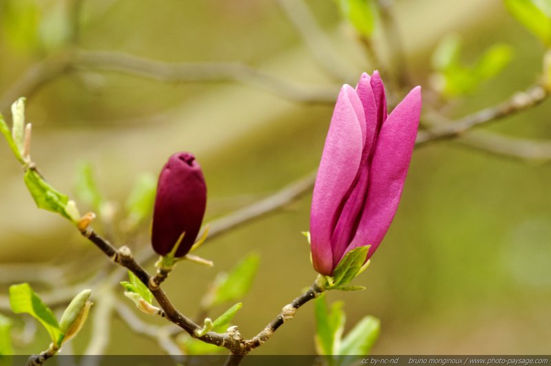 Eclosion d'une fleur de magnolia
[Le printemps en image]
Mots-clés: fleurs printemps magnolia