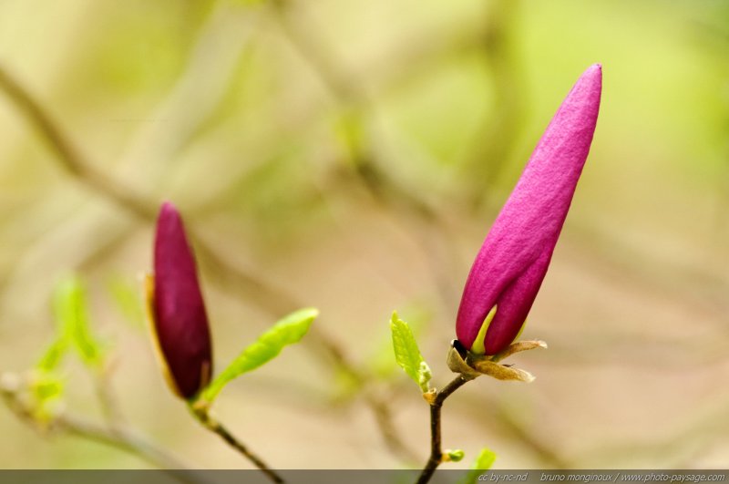 Des fleurs de magnolia prêtes à éclore
[Le printemps en image]
Mots-clés: fleurs printemps magnolia