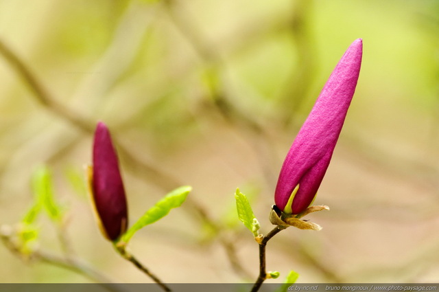 Des fleurs de magnolia prêtes à  éclore
[Le printemps en image]
Mots-clés: fleurs printemps magnolia