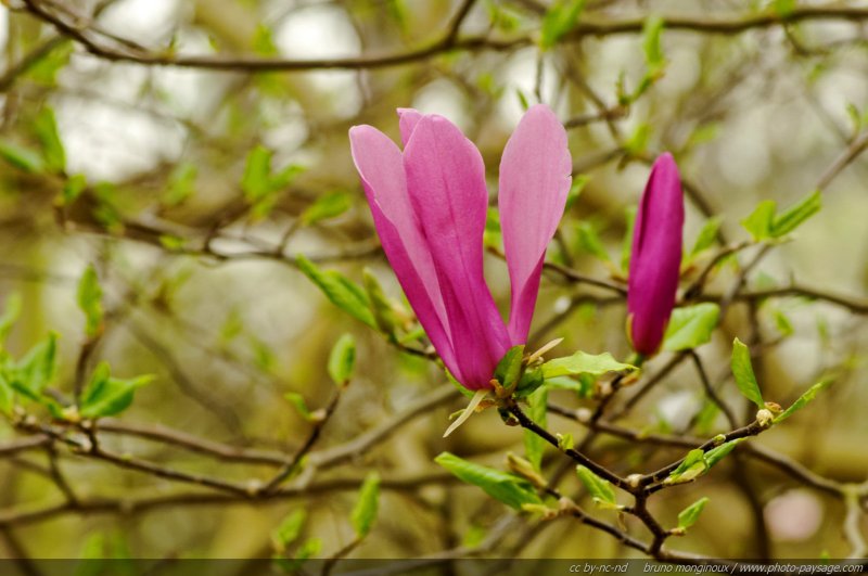 Magnolia Susan
[Le printemps en image]
Mots-clés: fleurs printemps magnolia