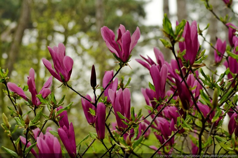 Le magnolia stellata susan 
[Le printemps en image]
Mots-clés: fleurs printemps magnolia