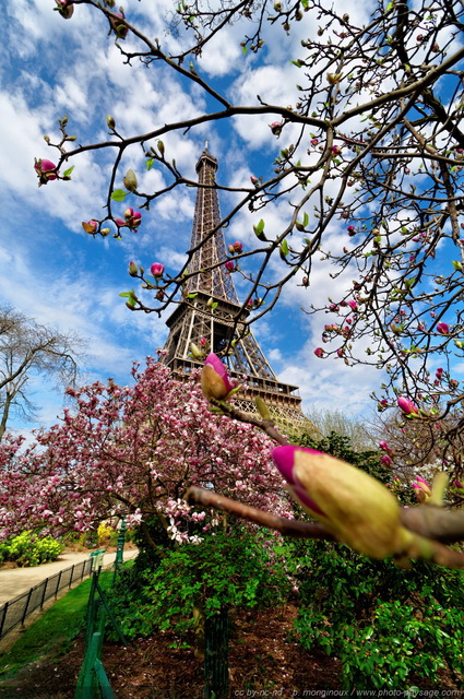 Magnolias en fleurs au pied de la Tour Eiffel   3
Le Champs de Mars, Paris, France
Mots-clés: printemps paris monument arbre_en_fleur magnolia cadrage_vertical