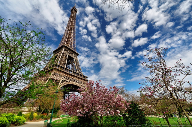 Magnolias en fleurs au pied de la Tour Eiffel   5
Le Champs de Mars, Paris, France
Mots-clés: printemps paris monument jardin_public_paris arbre_en_fleur magnolia