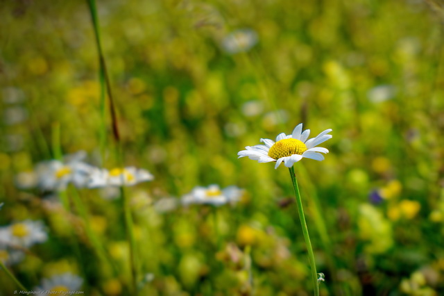 Marguerite dans les Alpes
Paysage savoyard
Mots-clés: alpes categ_ete fleur-de-montagne Marguerite prairie