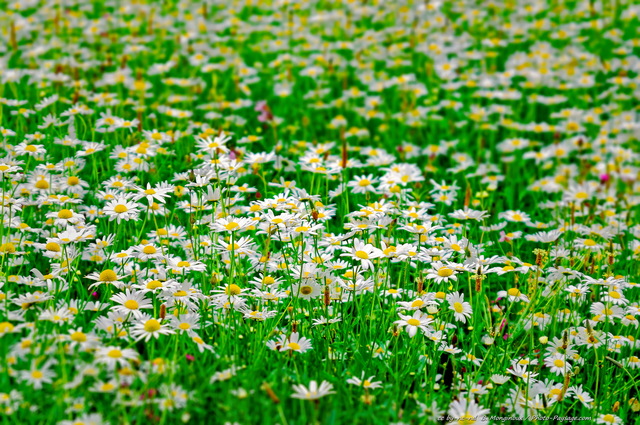 Marguerites à  St Jame's Park 
Londres, Royaume-Uni
Mots-clés: londres printemps marguerite