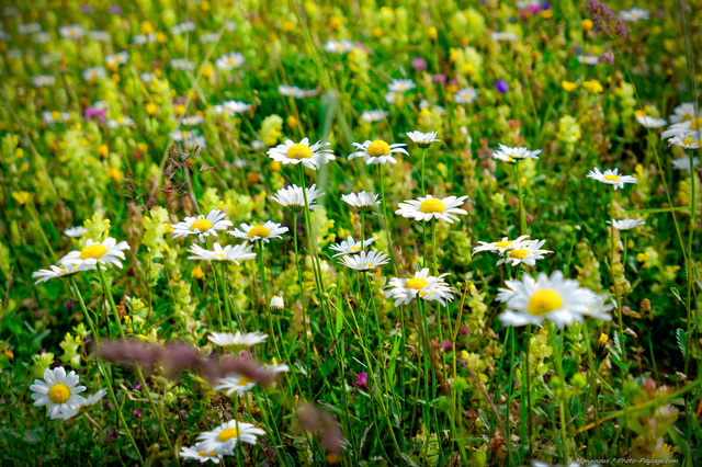 Marguerites dans une prairie alpine
Paysage savoyard
Mots-clés: alpes categ_ete fleur-de-montagne Marguerite prairie