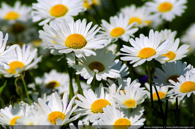 Marguerites printanières
Mots-clés: fleurs marguerite printemps