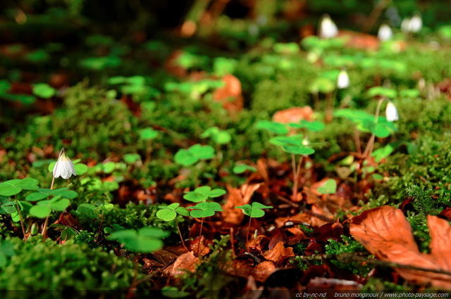 Mousse et oxalis des bois en fleurs
[Promenade dans les bois...]
Mots-clés: mousse oxalis_des_bois fleurs_des_bois printemps