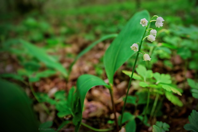 Muguet de Mai
Forêt de Ferrières, Seine et Marne
Mots-clés: muguet printemps