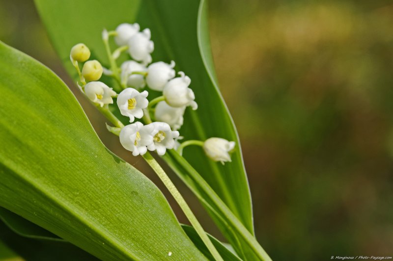 Brins de muguet
Forêt de Rambouillet, Yvelines
Mots-clés: rambouillet yvelines nature printemps fleurs muguet