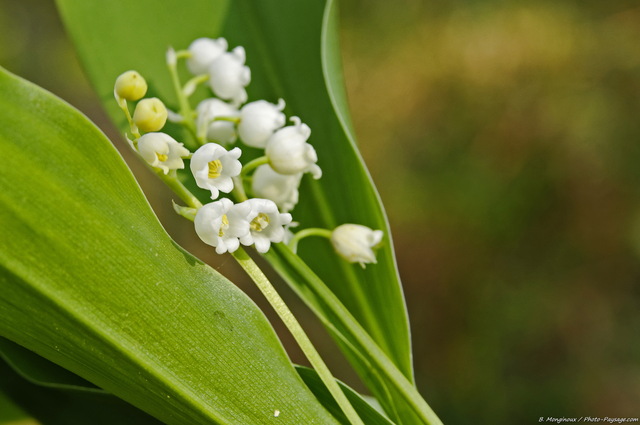 Brins de muguet
Forêt de Rambouillet, Yvelines
Mots-clés: rambouillet yvelines nature printemps fleurs muguet