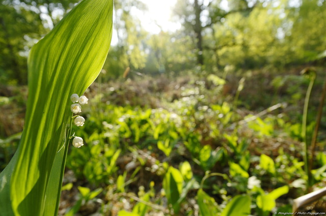 Muguet de mai -04
Un brin de muguet dans une clairière de la forêt de Rambouillet, dans les Yvelines
Mots-clés: rambouillet yvelines nature printemps fleurs muguet clairiere rayon_de_soleil