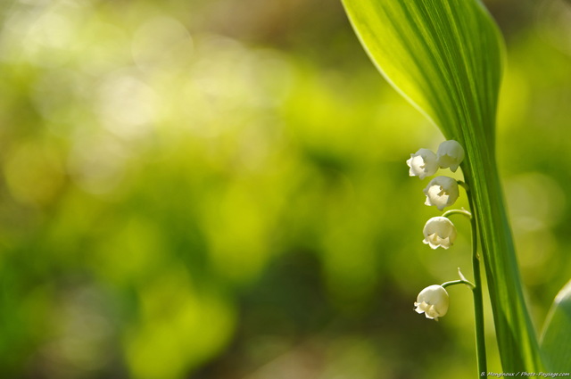 Fond d'écran : Muguet porte bonheur
Forêt de Rambouillet, Yvelines
Mots-clés: rambouillet yvelines nature printemps fleurs muguet plus_belles_images_de_printemps