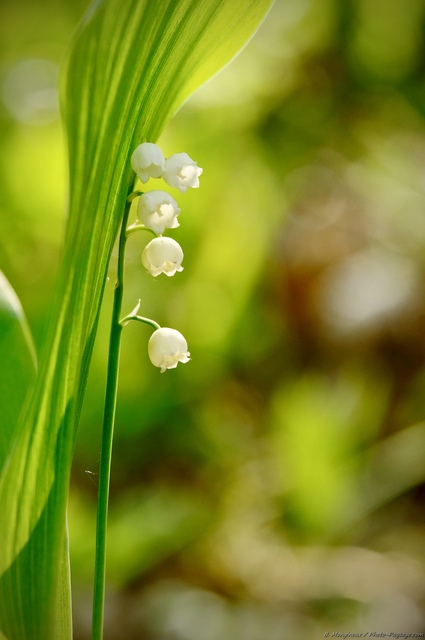 Muguet sauvage pour le 1er mai
Brin de muguet photographié un 1er mai en forêt de Rambouillet (Yvelines).
Mots-clés: muguet printemps fleurs rambouillet yvelines fleurs_des_bois cadrage_vertical