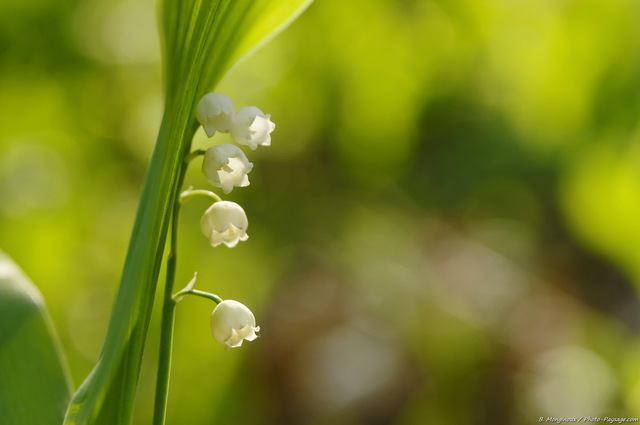 Muguet des bois
Brin de muguet photographié un 1er mai en forêt de Rambouillet (Yvelines).
Mots-clés: muguet printemps fleurs rambouillet yvelines fleurs_des_bois