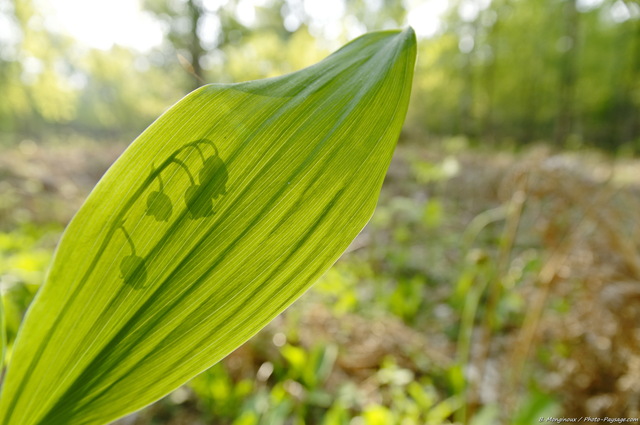 Muguet sauvage photographiée en ombre chinoise à  travers une feuille
Brin de muguet photographié un 1er mai en forêt de Rambouillet (Yvelines).
Mots-clés: muguet printemps fleurs rambouillet yvelines fleurs_des_bois