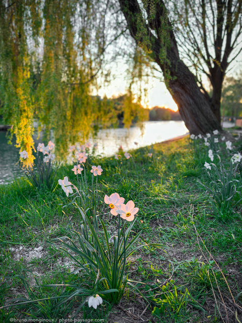 Narcisses des poètes et saule pleureur éclairés par le soleil couchant.
 Les bords de Marne
Le Perreux sur Marne 
Mots-clés: Printemps cadrage_vertical Categ_riv_Marne