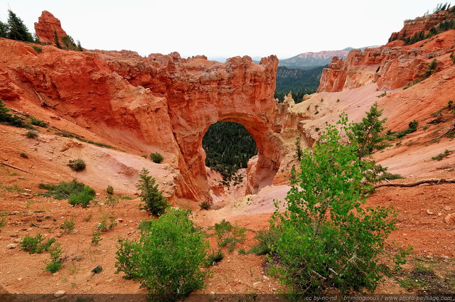 Natural Bridge, un pont naturel créé par l'érosion (pluie et gel)
Bryce Canyon National Park, Utah, USA
Mots-clés: bryce_canyon utah usa nature hoodoo categ_ete arche_naturelle montagne_usa
