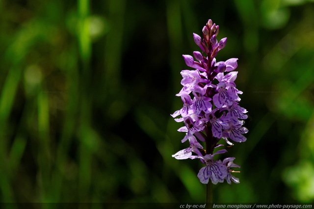 Orchis tacheté
Alpes autrichiennes
Mots-clés: montagne Alpes_Autriche fleur-de-montagne categ_ete fleurs fleur-sauvage fleur_sauvage nature