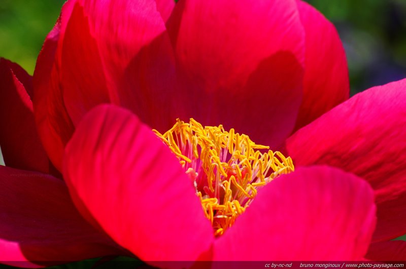 Paeonia rouge
Mots-clés: fleurs printemps