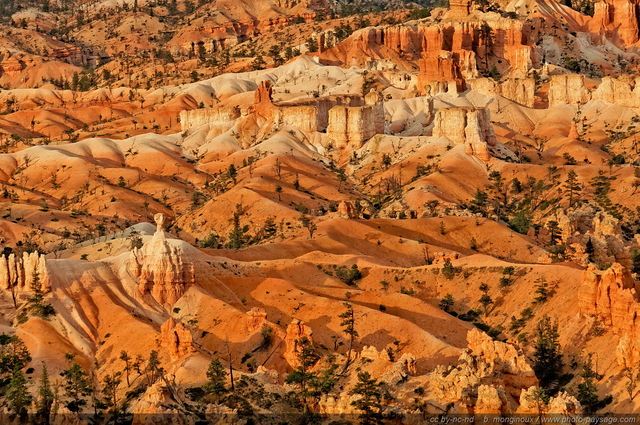 Les paysages de Bryce Canyon
Sunset Point, Bryce Canyon National Park, Utah, USA
Mots-clés: bryce_canyon utah usa nature hoodoo categ_ete les_plus_belles_images_de_nature desert