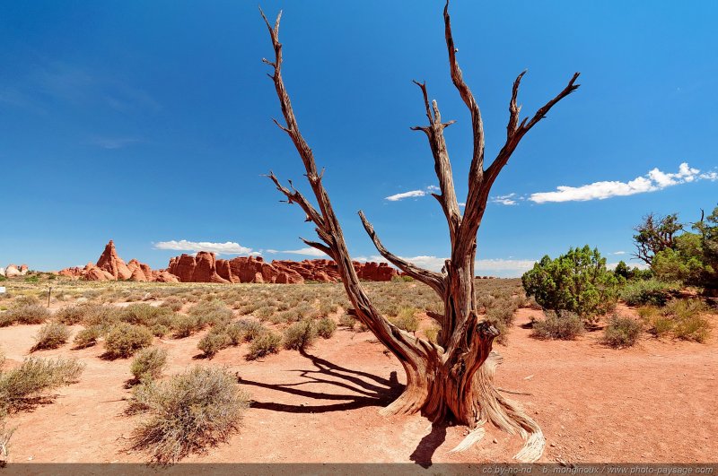 Paysage de désolation : un arbre mort dans le désert
Arches National Park, Utah, USA
Mots-clés: USA etats-unis utah categ_ete desert arbre_seul