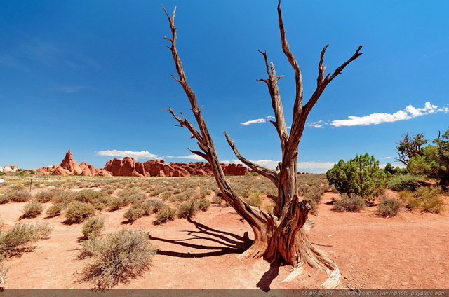 Paysage de désolation : un arbre mort dans le désert
Arches National Park, Utah, USA
Mots-clés: USA etats-unis utah categ_ete desert arbre_seul