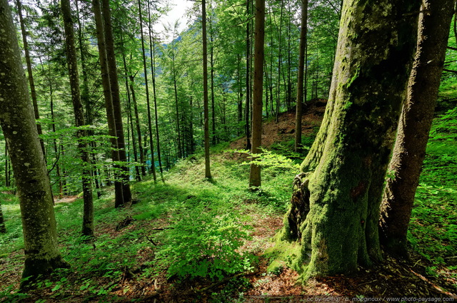 Paysage forestier en Bavière
Schwangau, Bavière, Allemagne
Mots-clés: allemagne baviere foret_alpes categ_ete