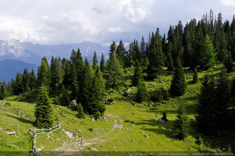 Un chemin dans les alpages autrichiens.
Autriche
Mots-clés: Alpes_Autriche foret_alpes montagne chemin conifere categ_ete