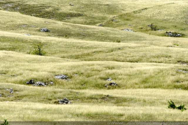 Les paysages de collines semi-arides du Causse Mejean
Causse Méjean, Cévennes, Lozère
Mots-clés: grands_causses causse_mejean lozere cevennes colline steppe categ_ete