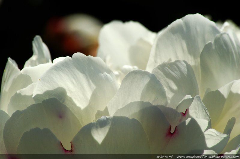 Pétales de Gardenia
Mots-clés: fleurs printemps