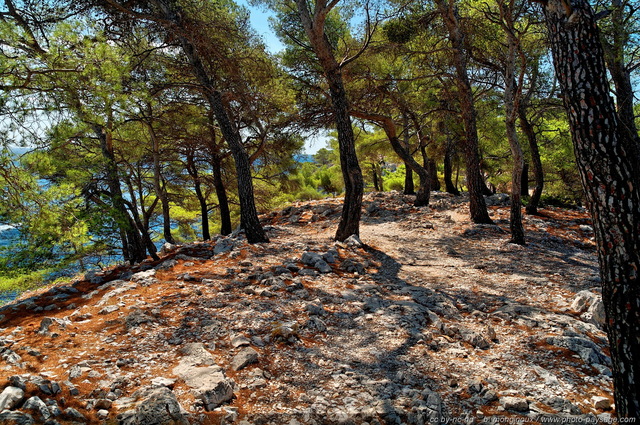 A l'ombre de la Pinède 
Littoral de Provence, entre Cassis et Marseille : 
Le Parc National des Calanques
Mots-clés: provence cassis parc_national_des_calanques cote-d-azur marseille categ_ete categ_pinede_garrigue