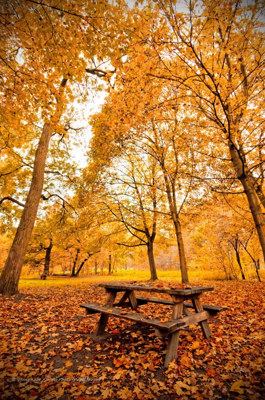 Pique nique d'automne dans le bois de Vincennes - 2
Bois de Vincennes, Paris
[Photos d'automne]
Mots-clés: automne paris feuilles_mortes cadrage_vertical