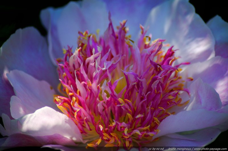 Pivoine - Do Tell [Paeonia Lactiflora] - 01
Mots-clés: fleurs printemps pivoine
