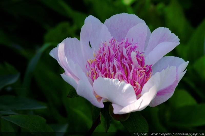 Pivoine - Do Tell [Paeonia Lactiflora] - 02
Mots-clés: fleurs printemps pivoine