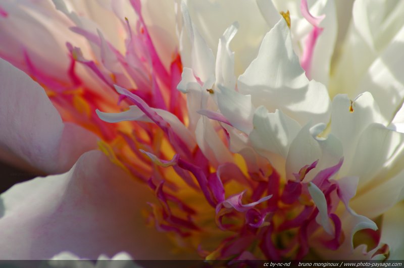 Pivoine - Do Tell [Paeonia Lactiflora] - 03
Mots-clés: fleurs printemps pivoine