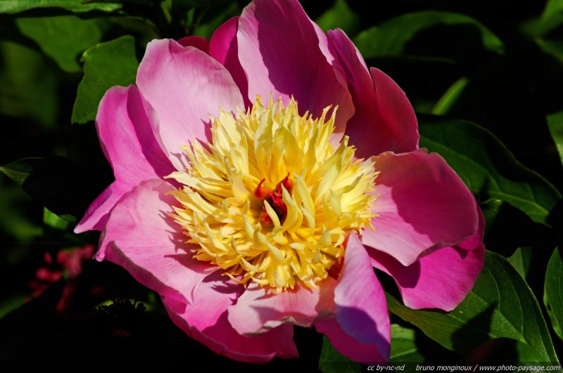 Pivoine herbacée rose - 1
Mots-clés: fleurs printemps pivoine
