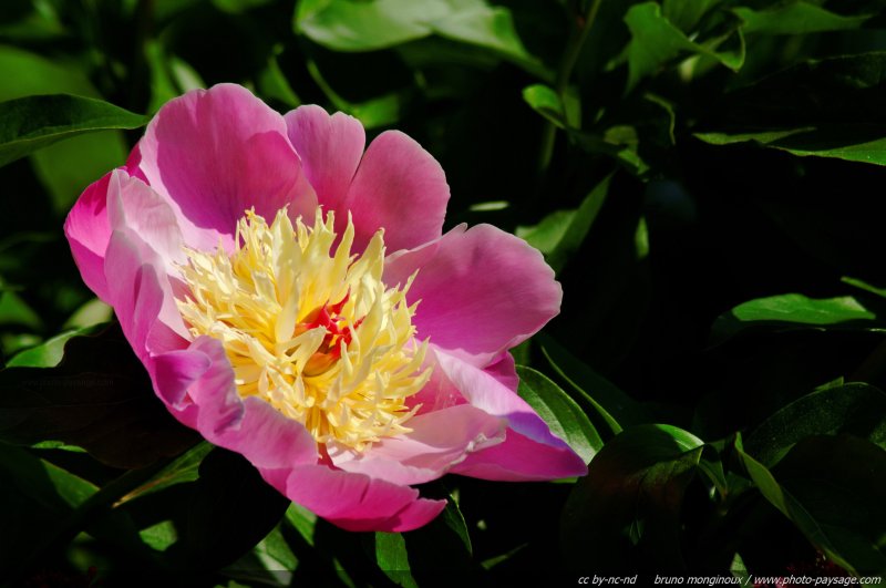 Pivoine herbacée rose - 3
Mots-clés: fleurs printemps pivoine