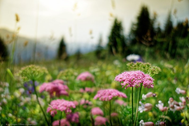 Prairie en fleurs dans les Alpes
Paysage savoyard
Mots-clés: alpes categ_ete fleur-de-montagne prairie champs_de_fleurs