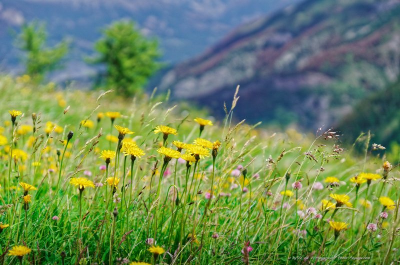 Prairie fleurie dans le parc national du Mercantour -  1
Col d'Allos (2248m)
[Parc national du Mercantour]
Mots-clés: mercantour categ_ete pissenlit prairie fleur-de-montagne